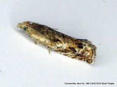 Epinotia solicitana
