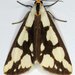 Confused Haploa Moth - Photo (c) Stuart Tingley, some rights reserved (CC BY-NC), uploaded by Stuart Tingley