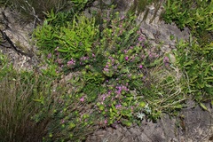 Indigofera sulcata