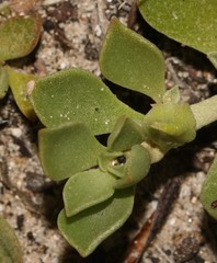 Aizoon rigidum