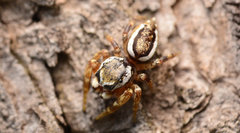 Pelegrina pervaga