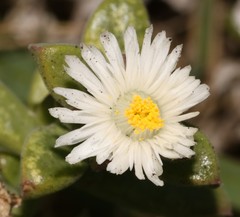 Delosperma patersoniae