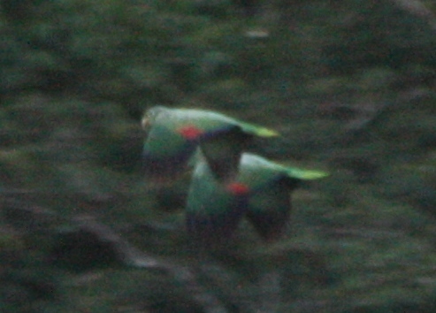 Amazona farinosa