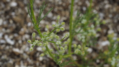 Spermolepis lateriflora