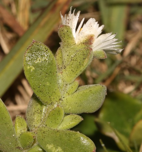 Image of Delosperma patersoniae by (c) Brian du Preez, some rights reserved (CC BY-SA)