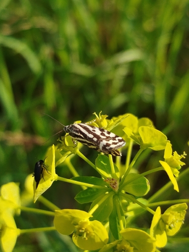Spotted Sulphur