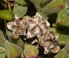 Delosperma patersoniae