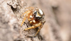 Pelegrina pervaga