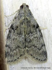 Pococera aplastella