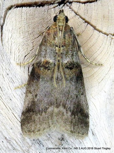 Sweetfern Leaf Casebearer Moth