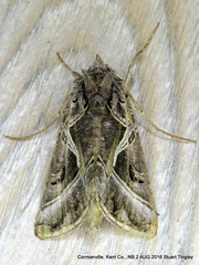 Autographa flagellum
