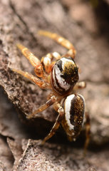 Pelegrina pervaga