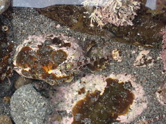 Bellapiscis lesleyae