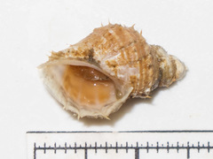 Ariadnaria borealis
