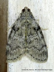 Pococera aplastella