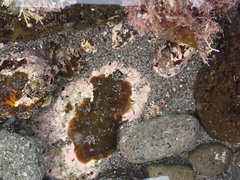 Bellapiscis lesleyae