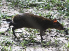 Dasyprocta variegata