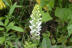Habenaria monorrhiza
