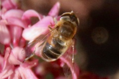 Eristalis similis