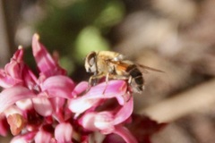 Eristalis similis
