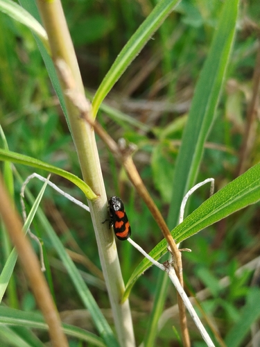 Common Froghopper