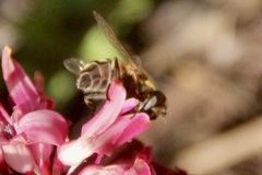 Eristalis similis