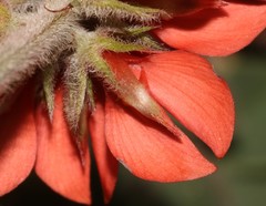 Indigofera tomentosa