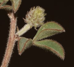 Indigofera tomentosa