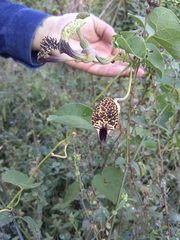 Aristolochia taliscana