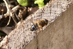 Eristalis similis
