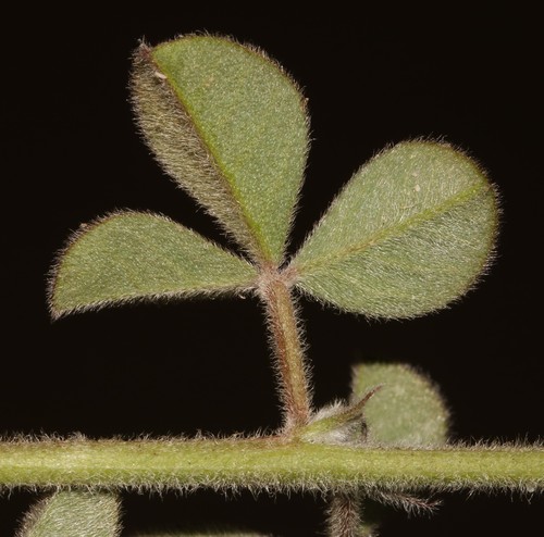 Image of Indigofera tomentosa by (c) Brian du Preez, some rights reserved (CC BY-SA)