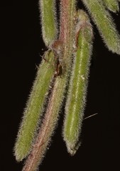 Indigofera tomentosa