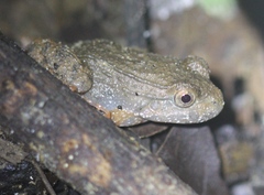 Leptodactylus rhodonotus