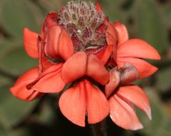 Indigofera tomentosa