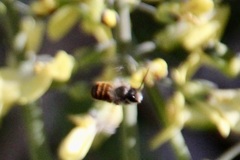 Osmia bicornis