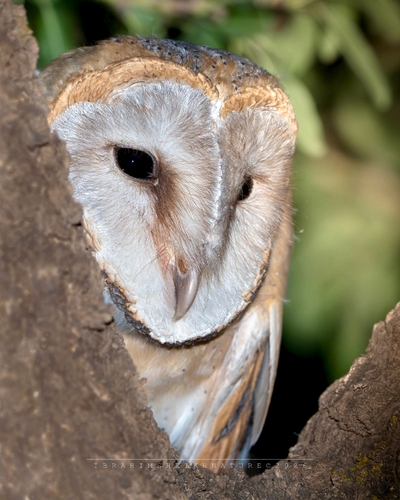 Western Barn Owl