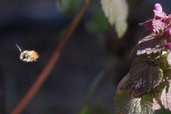 Osmia bicornis