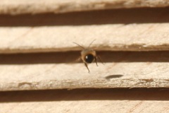 Osmia bicornis