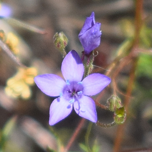 Gilia achilleifolia, photograph 5