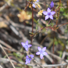 Gilia achilleifolia, photograph author not stated, no rights reserved