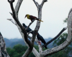 Psarocolius bifasciatus