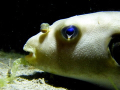 Arothron immaculatus