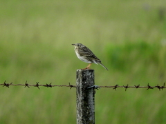 Anthus hellmayri