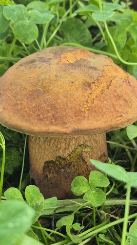 Lurid Bolete
