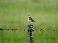 Anthus hellmayri