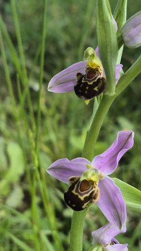 Bee Orchid