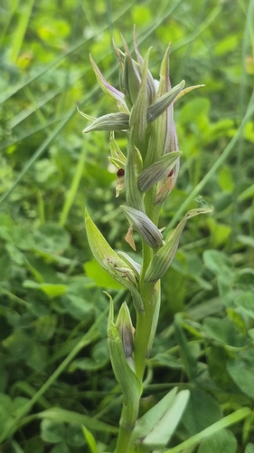 Lesser Tongue-orchid