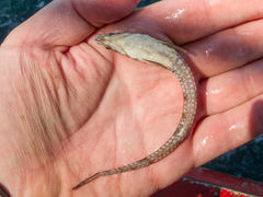 Alligatorfish photo 2