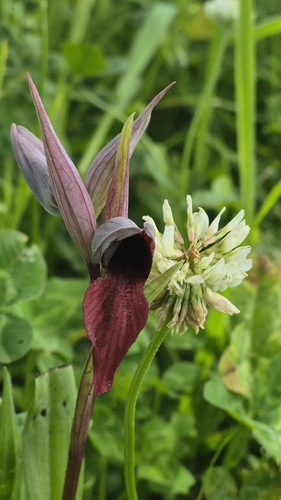 Heart-flowered serapias