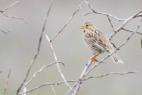Corn Bunting
